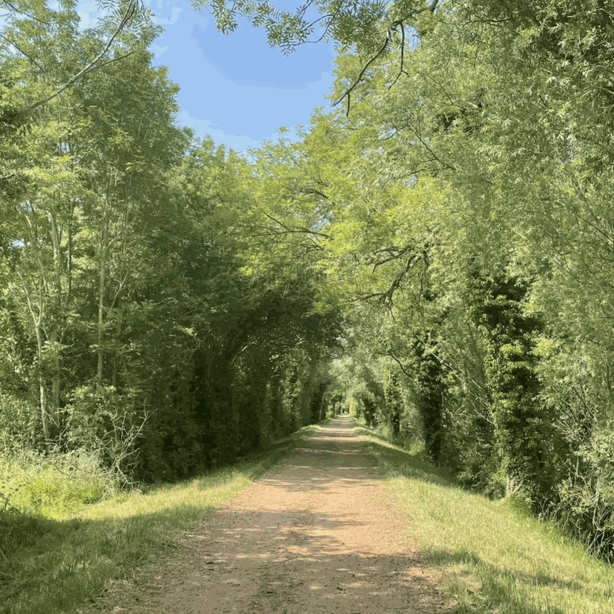 Ballades en fôret